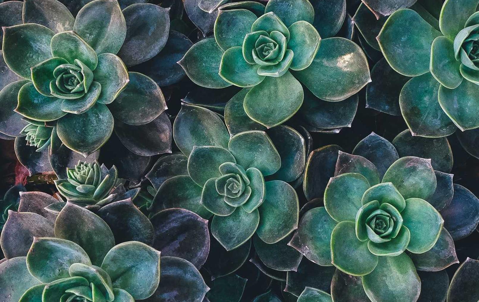 技术支持软件的扫描程序如何工作？