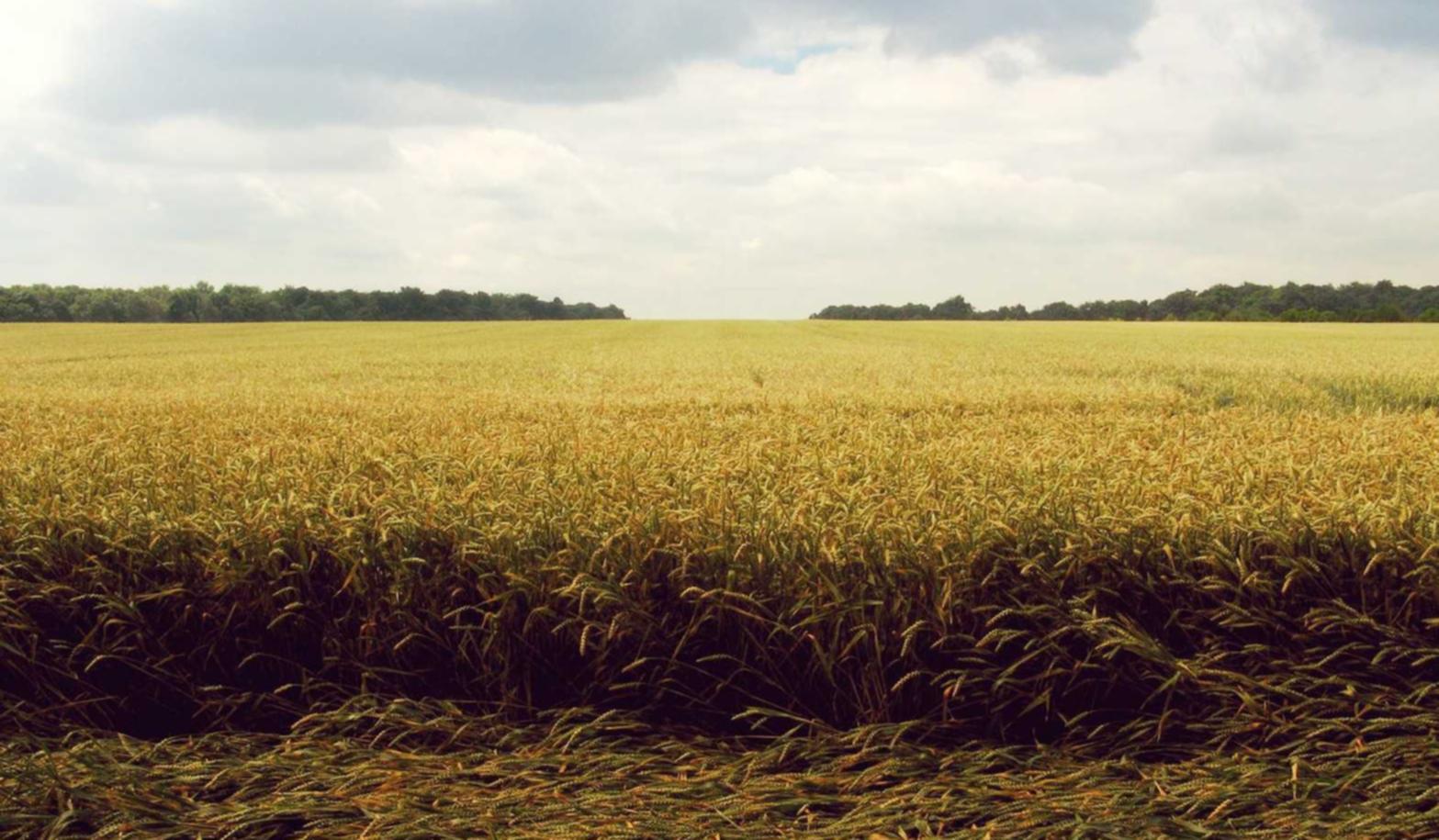 泡泡实名账号:购买芯片的正规平台是什么