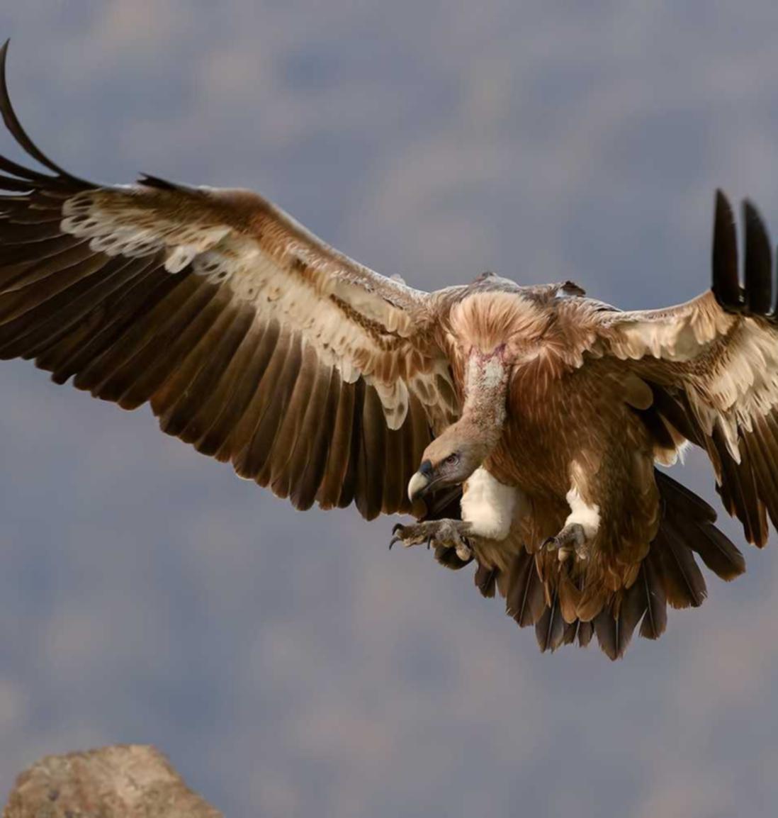 宁夏直播平台代理