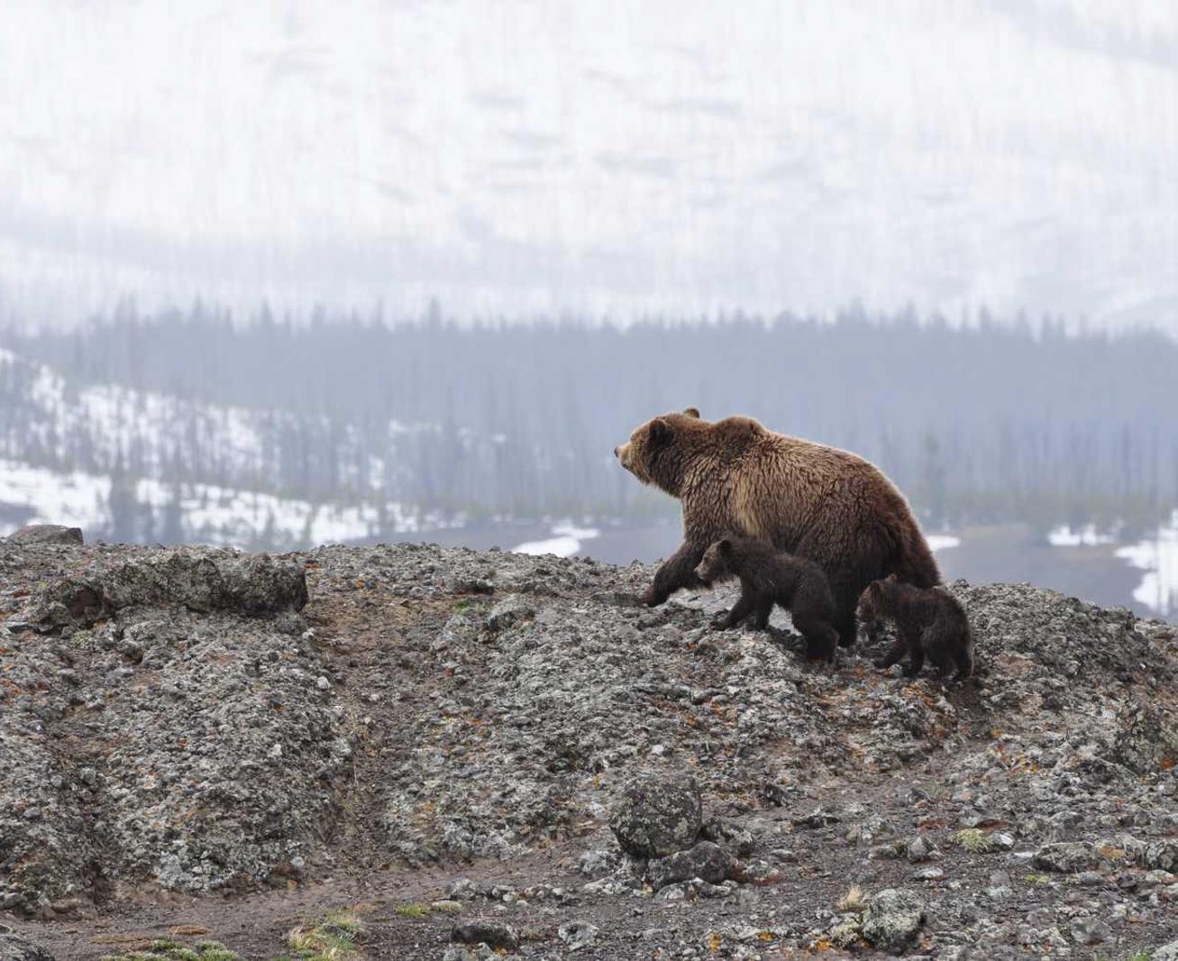 DDOS网页端源码|如何用技术手段防范黑客攻击?