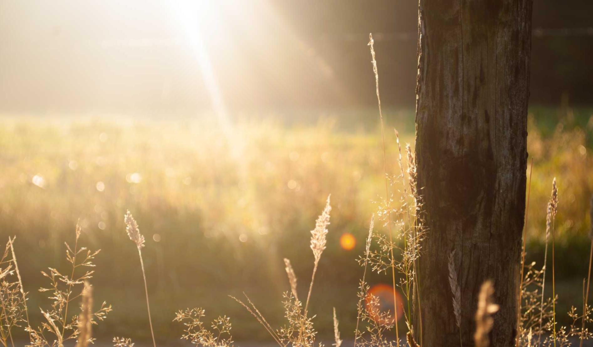 京东通信- 水果的代理平台
