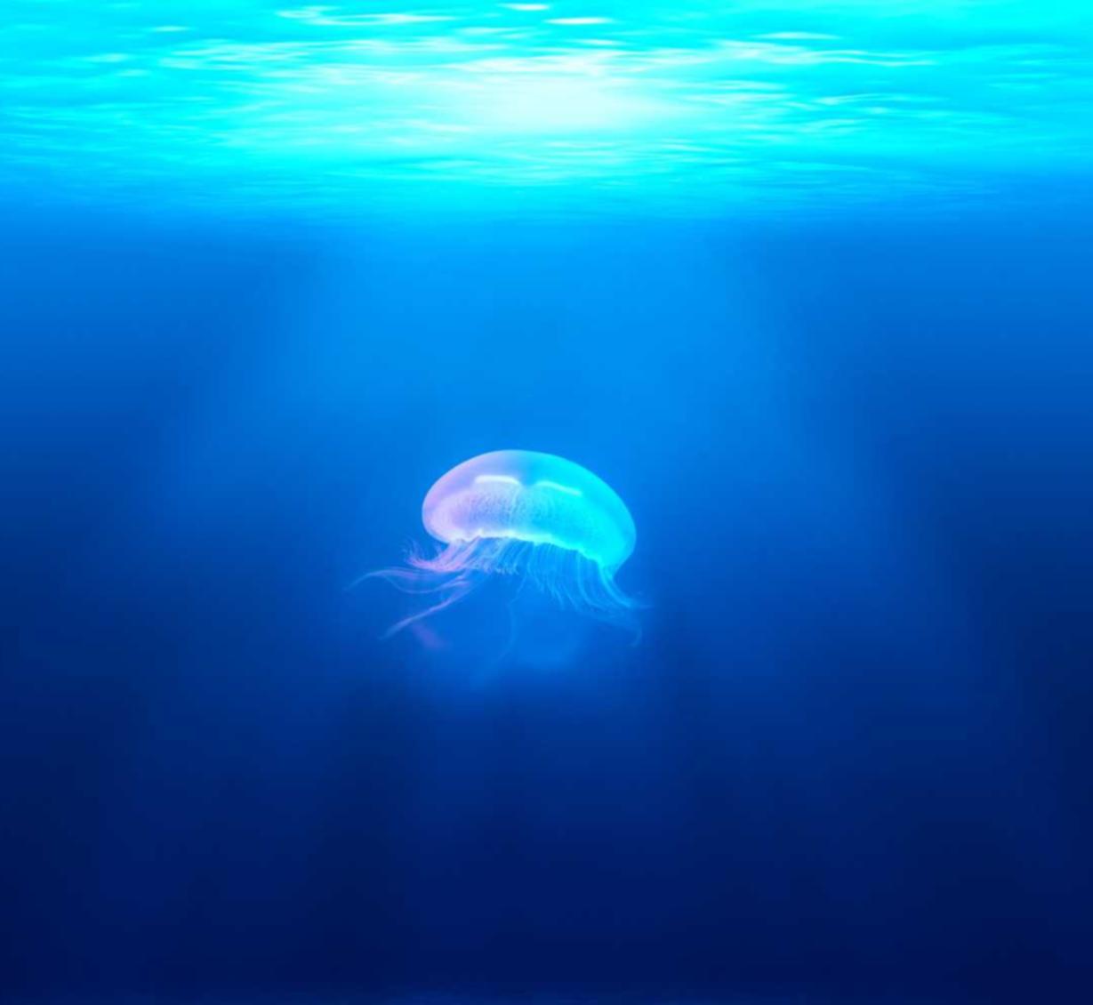 罗密欧2号（15支）（5盒）：货运代理公司注册代理流程