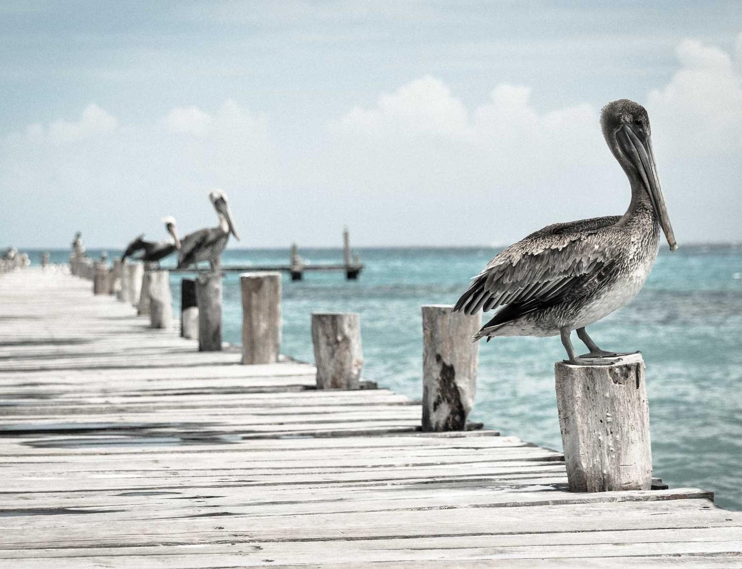 暗魔领主：免费海报详情下载教程什么app