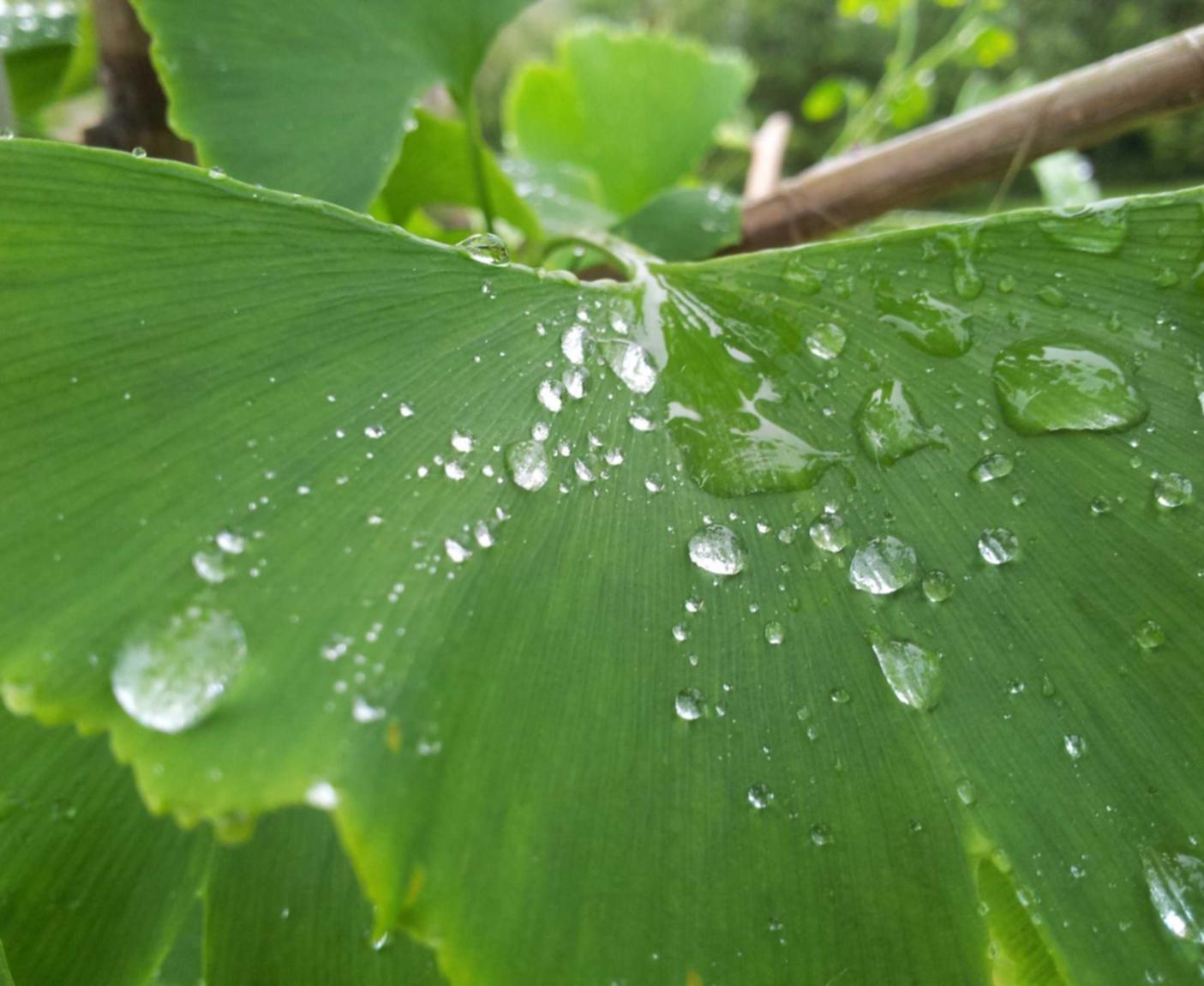 Bohem宝恒树叶橙子爆珠：阳光车生活app详情下载教程