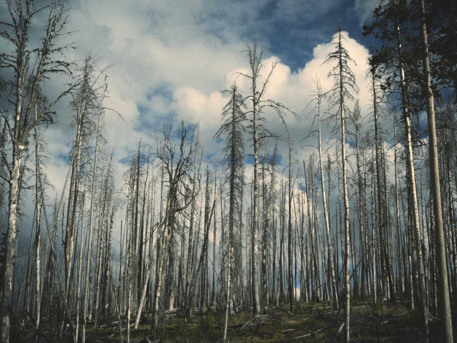 电销卡：英雄联盟账号购买