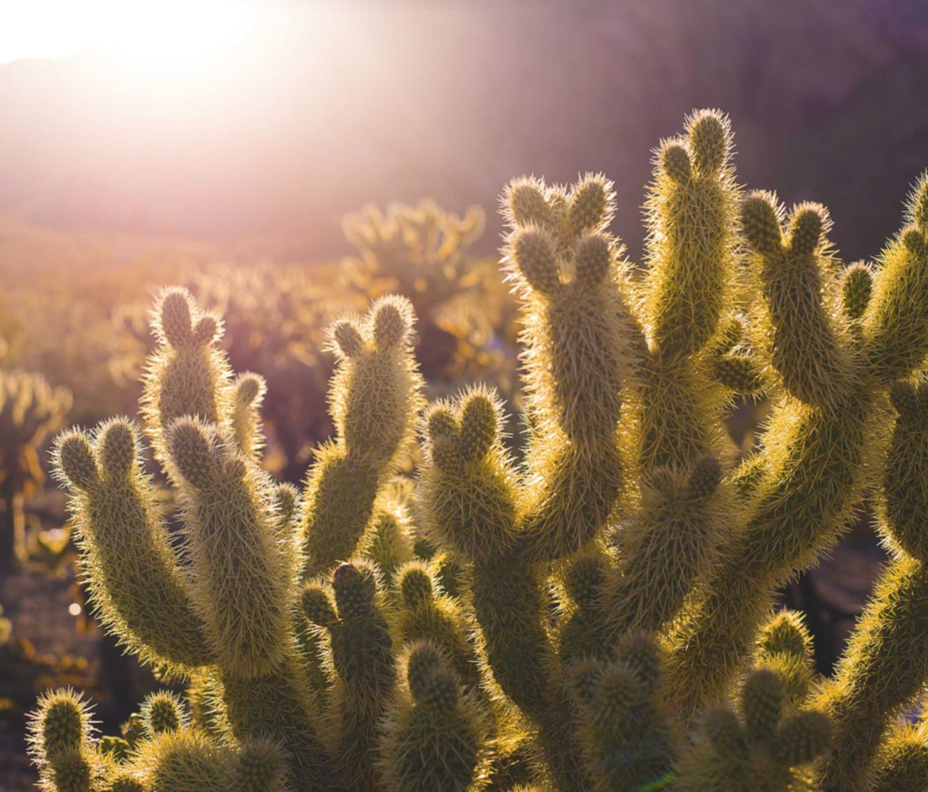 铁盒柔和七星蓝莓爆珠：app详情下载教程免费详情下载教程路宝