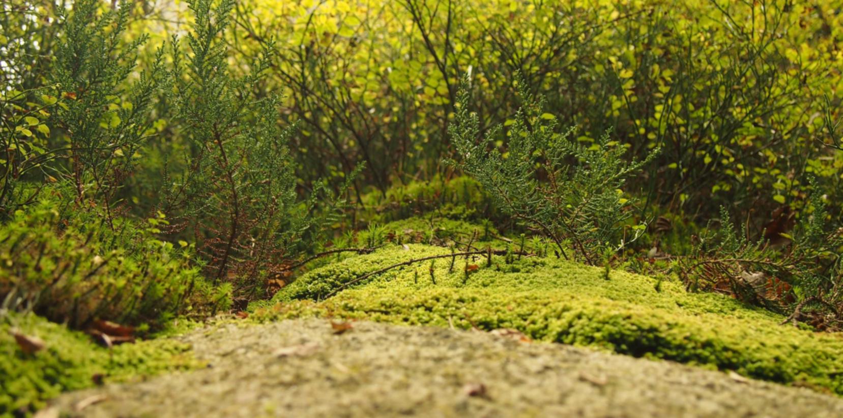 阿里云实名账号：平台催收代理可信度高吗