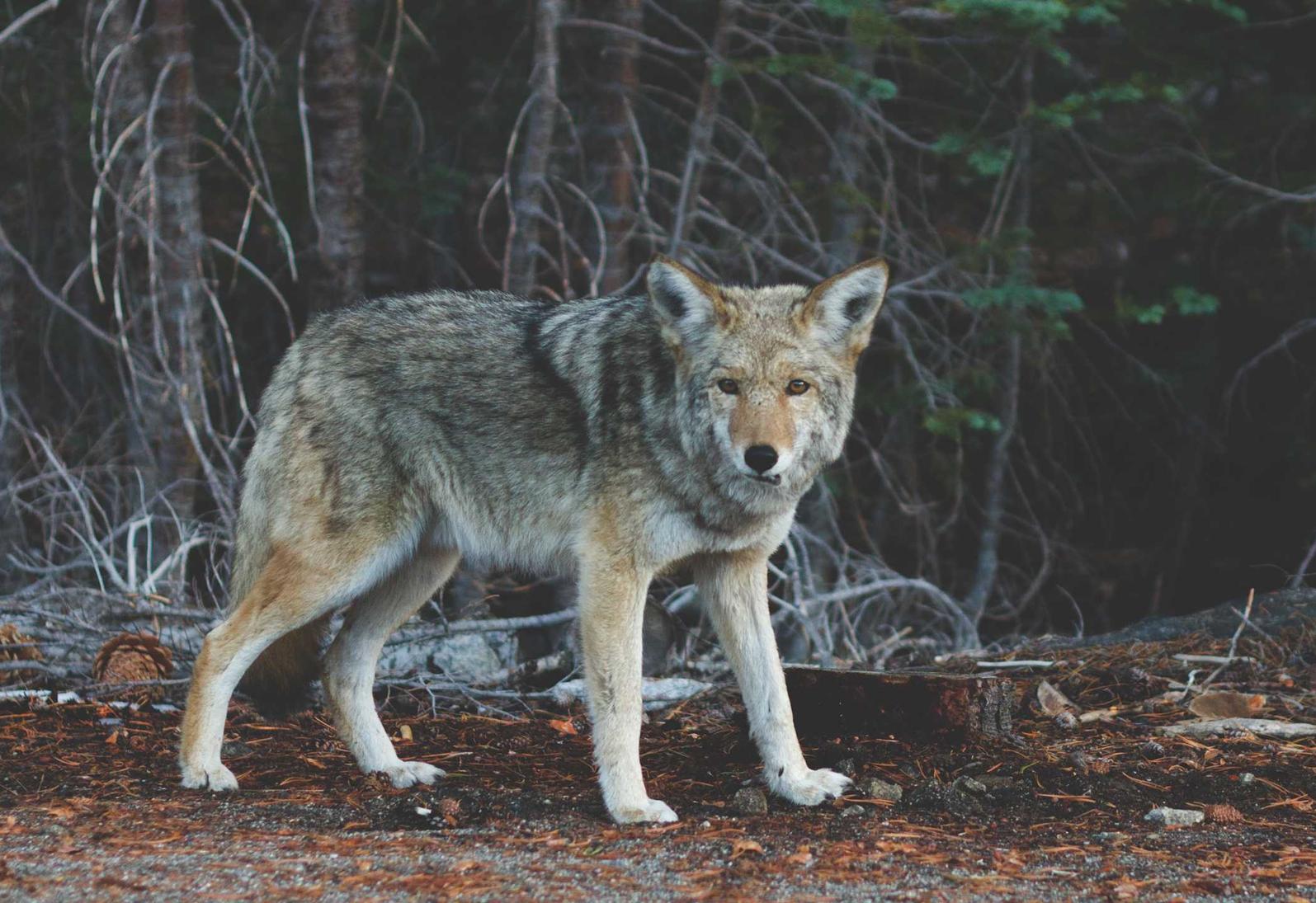 希腊房产购买平台
