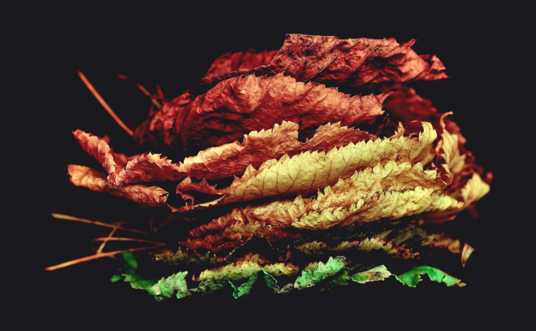 华人我的微博账号怎么注册不了