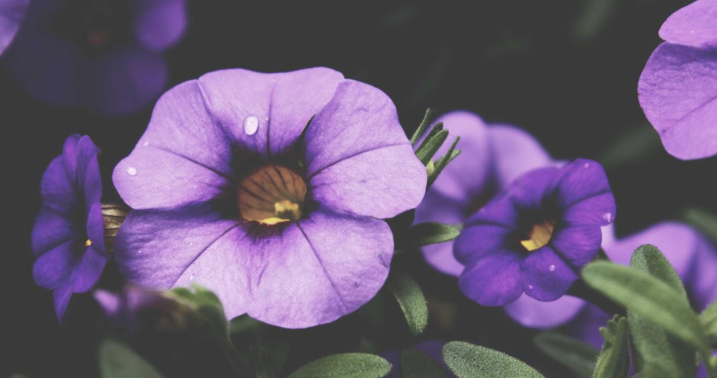 阿里通讯实名账号：荔城区附近代理商标注册