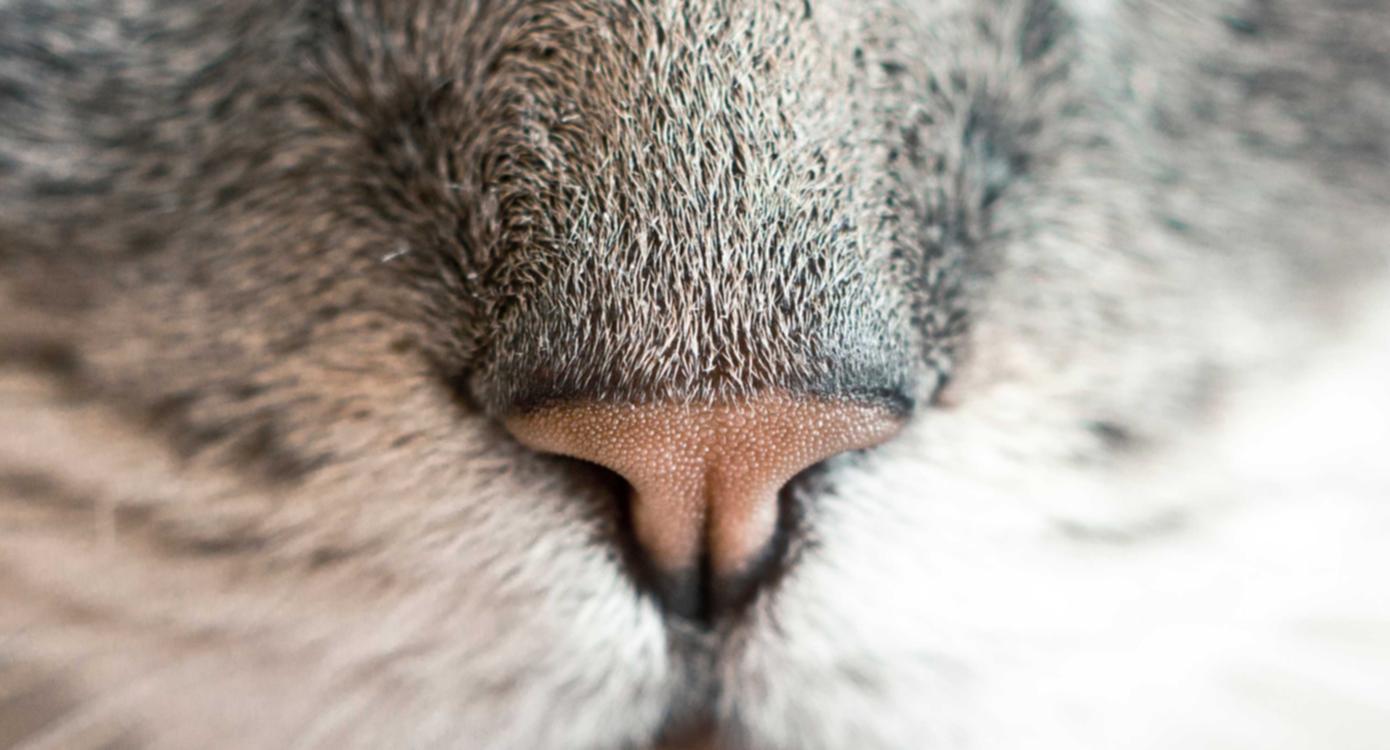 Mond梦都西瓜:浙江代理公司注册便捷