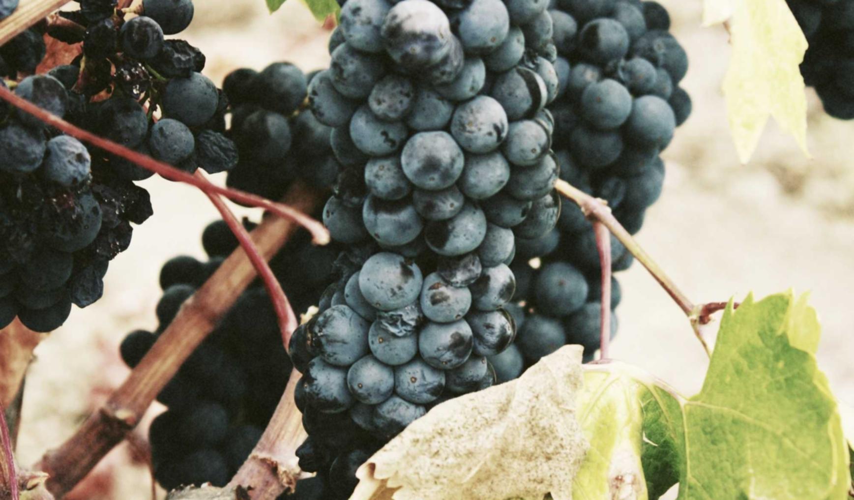 全球住宅ip实名账号:流量卡需要去指定商店购买吗?